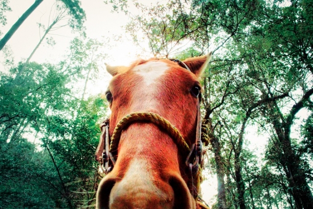 galopando en el bosque.jpg